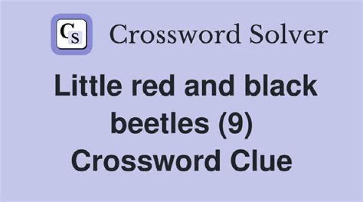 Little black ___ Crossword Clue